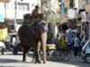 Streets of udaipur - sorry could not find a  camal
