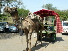 camel ride